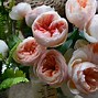 Image result for Expesive Flowers