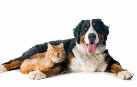 Image result for Cat Sized Dog