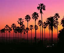 Image result for palm trees sunset wallpapers