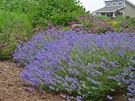 Image result for Lavandula angustifolia Blue Cushion (r)