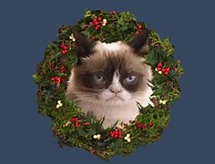 Image result for Grumpy Cat Christmas Funny