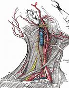 Image result for Human Carotid Artery