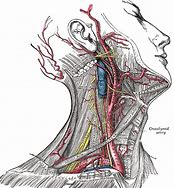 Image result for Carotid Artery in Neck Location