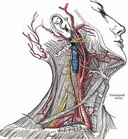 Image result for Carotid Pulse