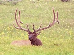 Image result for Biggest Elk Ever Killed