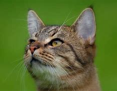Image result for Cat with Eyes On Ears