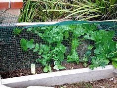 Image result for Garden Box Hardware Cloth
