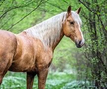 Image result for Palomino Appaloosa Horse