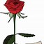 Image result for Single Rose Vector