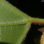 Image result for Vitis Riparia Leaves