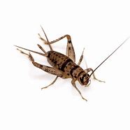 Image result for Banded Crickets