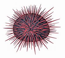 Image result for Sea Urchin Shells Clip Art