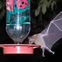 Image result for A Flying Fox Bat