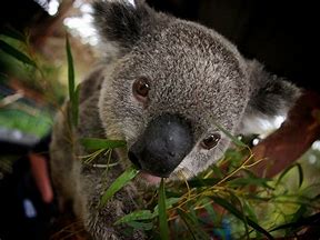 Image result for Koala Funny Sayings