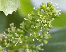 Image result for Grapes Flowering