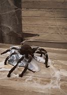 Image result for Creepy Spider Toy