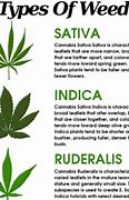 Image result for Different Types of Marijuana Plants