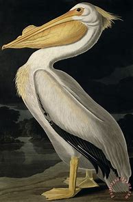 Image result for White Pelican Painting