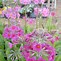 Image result for Primula auricula Sarah Lodge