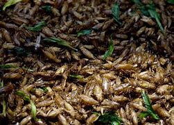 Image result for Crickets Shipped to Home