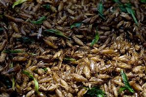 Image result for Crickets as Reptile Food