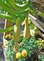 Image result for Squash Plant Support