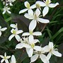 Image result for clematis_recta