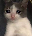 Image result for Sad Cat Image Meme