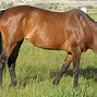 Image result for Griseled and Bay Horse