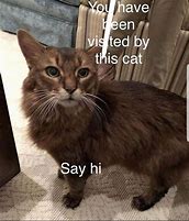 Image result for hello cats memes origins