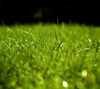 Image result for Grass Background