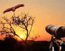 Image result for Copyright Free Image of Bird Watching Gallery