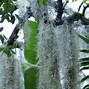Image result for Growing Spanish Moss