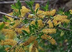 Image result for Cyrilla Parviflora