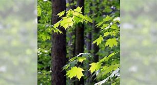 Image result for Tree Fin