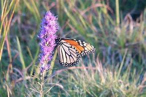 Image result for Nectar Plants