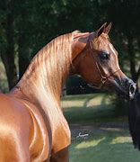 Image result for Beautiful Most Arabian Horse