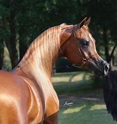 Image result for Egyptian Arabian Horse