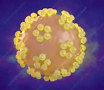 Image result for Human Papillomavirus Stages