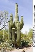 Image result for Saguaro Cactus Pictures