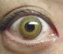 Image result for Eye Color Contact Lenses