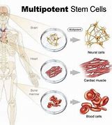 Image result for Adult Stem Cells