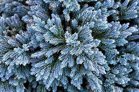 Image result for Juniperus squamata Blue Star