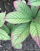 Image result for Rodgersia Maurice Mason