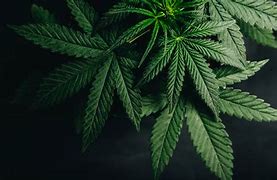 Image result for Marijuana Cover