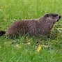Image result for Groundhog in Garden