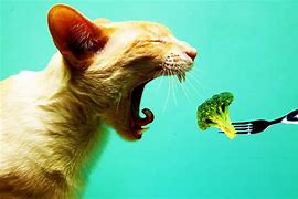 Image result for Cat Eating Vegetables