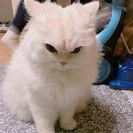 Image result for Angry Cat Meow Meme