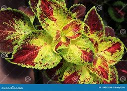 Image result for Red and Green Leaf Ground Cover