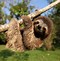 Image result for Baby Sloth Sleeping